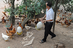 Gà Dabaco cho Yên Thế