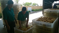 Lãi đều nhờ nuôi gà lông màu Dabaco