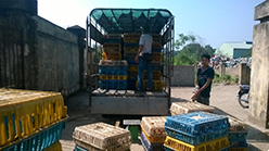 Gà Việt chạy ngược sang Trung