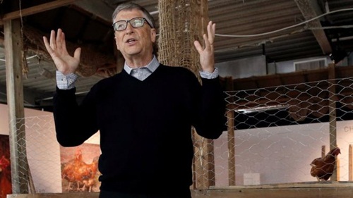 Tỷ phú công nghệ Bill Gates khuyên làm giàu bằng nghề... nuôi gà