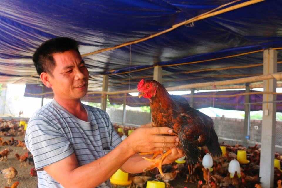 Chăn nuôi 