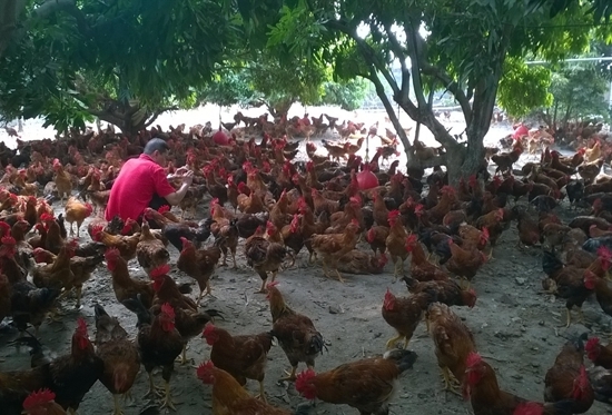 Tương lai gà trắng, gà màu: Công nghiệp gà màu Tương lai gà trắng, gà màu: Công nghiệp gà màu