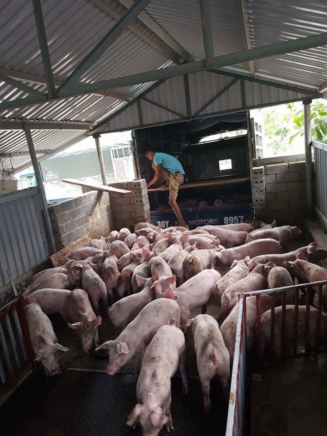 Bình tĩnh để tránh bị hớ trong đàm phán xuất khẩu thịt lợn Bình tĩnh để tránh bị hớ trong đàm phán xuất khẩu thịt lợn