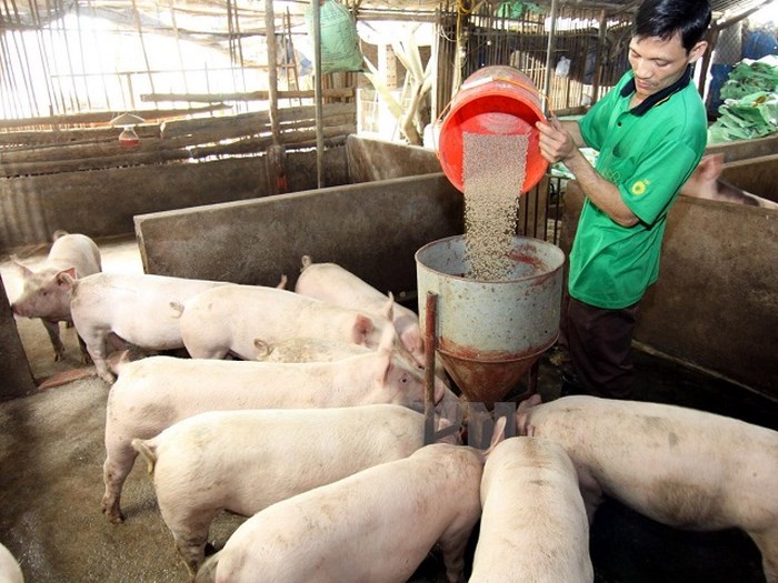 Lợn hơi tăng 'nóng' lên 44.000 đồng/kg thương lái mua mạnh Lợn hơi tăng 'nóng' lên 44.000 đồng/kg thương lái mua mạnh