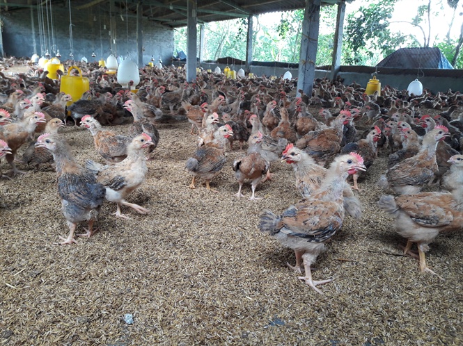 Nhiều chủ trại trắng tay vì ham giống gà nhập lậu giá rẻ