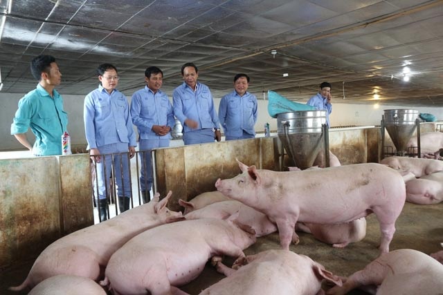 Điều gì giúp Dabaco vượt kế hoạch năm sau 9 tháng?