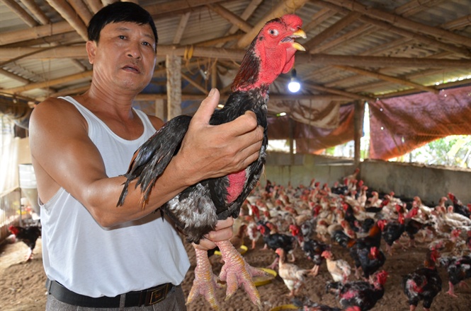 ​Gà lai Đông Tảo 'thoái trào'