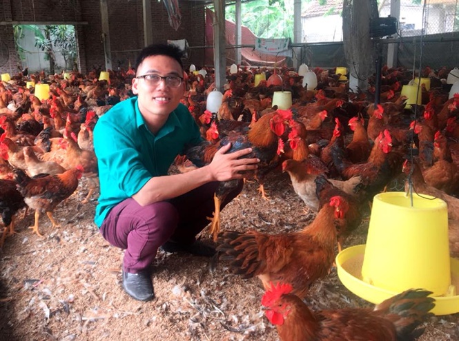 ​Giá gà miền Bắc tăng mạnh