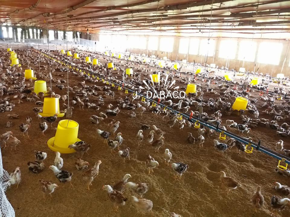 ​Dabaco đặt mục tiêu chiếm lĩnh trên 35% thị phần giống gà màu của cả nước