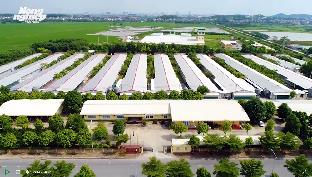 Dabaco cung ứng ra thị trường 60 triệu gà giống lông mầu chất lượng cao
