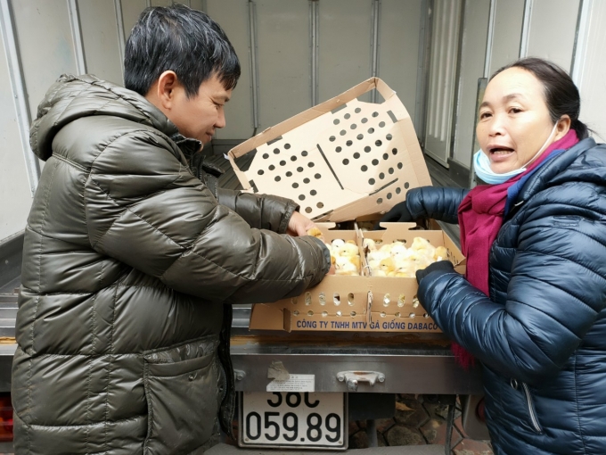 Hà Tĩnh tiếp nhận 200.000 con gà lông màu J-Dabaco