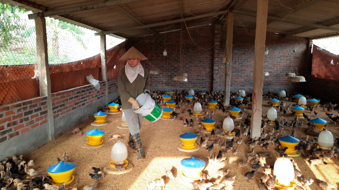 Thị trường gia cầm liệu đã tạo đáy? Thị trường gia cầm liệu đã tạo đáy?