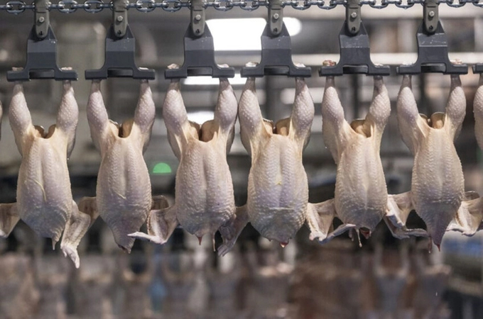 Gia cầm sẽ chiếm non nửa thị trường thịt toàn cầu vào năm 2031