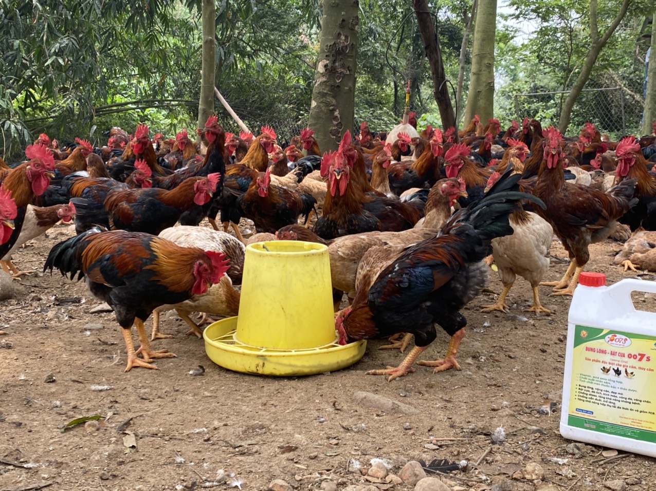 Gà Mía số 1 – Dabaco: Giống gà mang lại lợi nhuận vượt trội cho người chăn nuôi