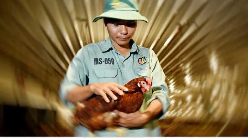 8 đề xuất để khoa học công nghệ thành động lực của ngành chăn nuôi