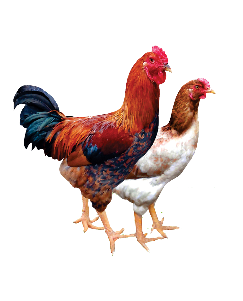 GÀ TÂN HỒ DABACO