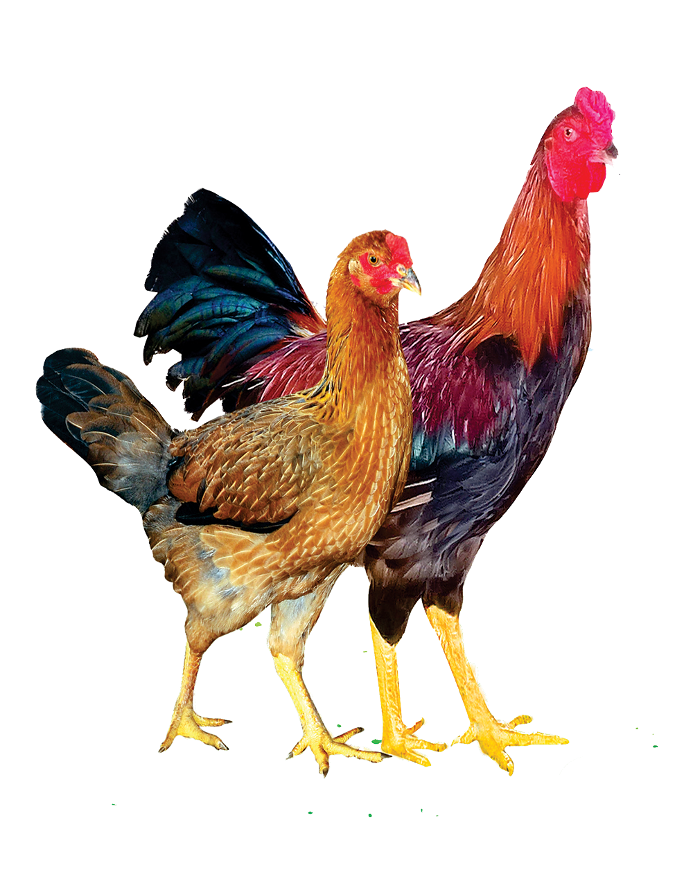 NÒI CHÂN VÀNG DABACO