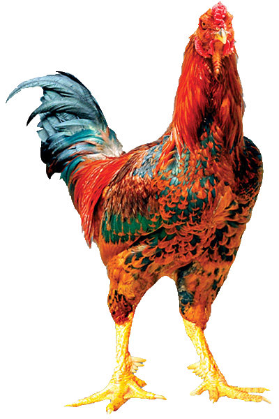 9 CỰA DABACO