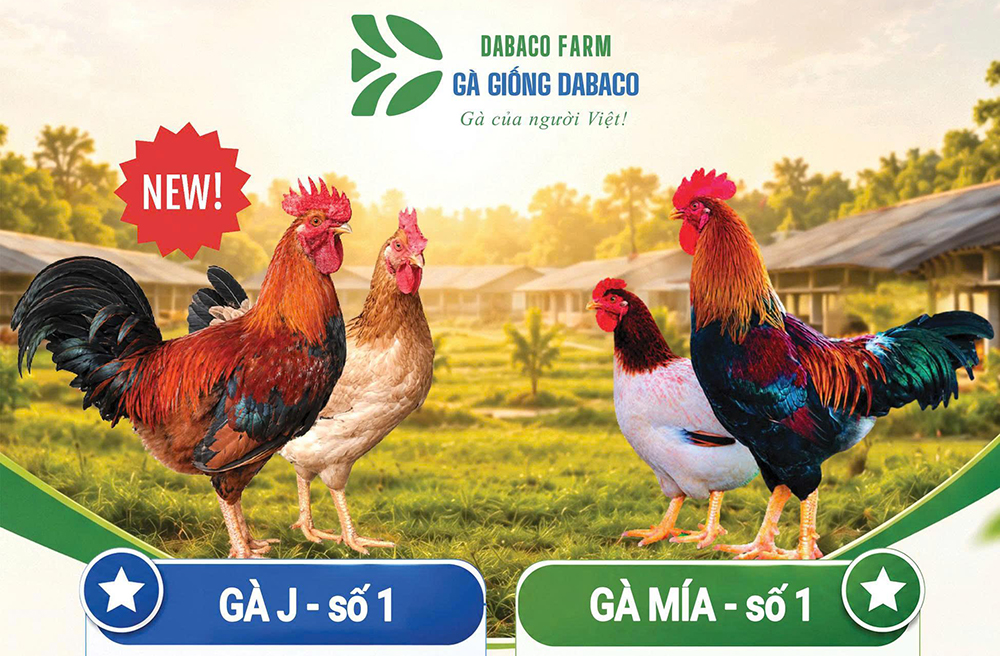 Chọn giống bằng RFI giúp cải thiện tốc độ lớn, giảm FCR ở J số 1