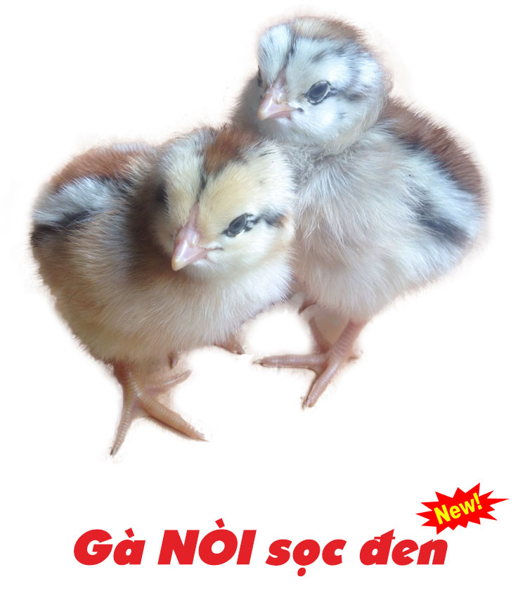Gà nòi sọc đen