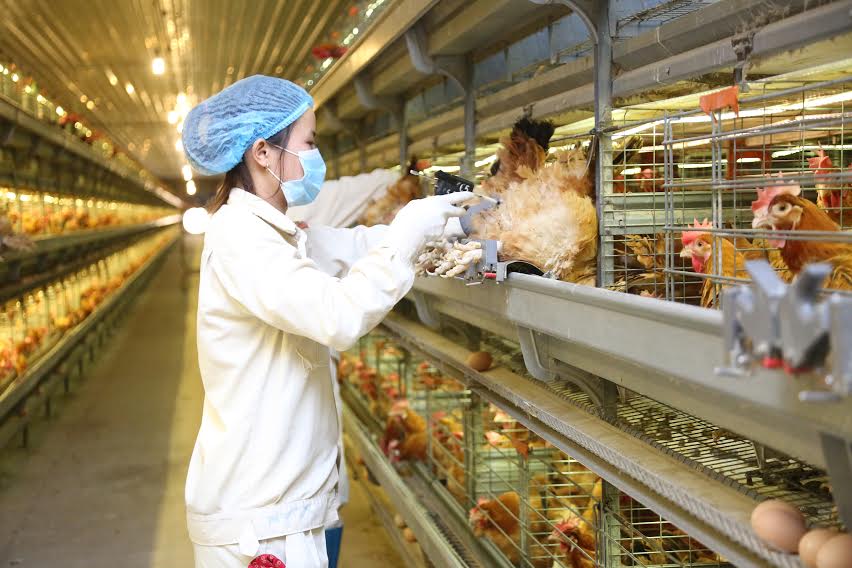 Công nghệ hiện đại tại gà giống DABACO
