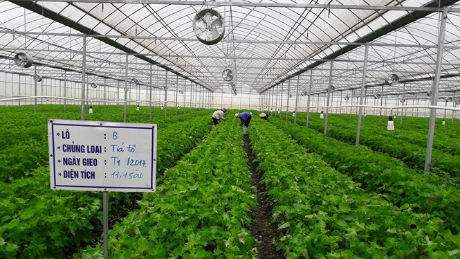 Tía tô xanh trồng trong nhà kính, thu nhập tới 10 tỷ đồng/ha