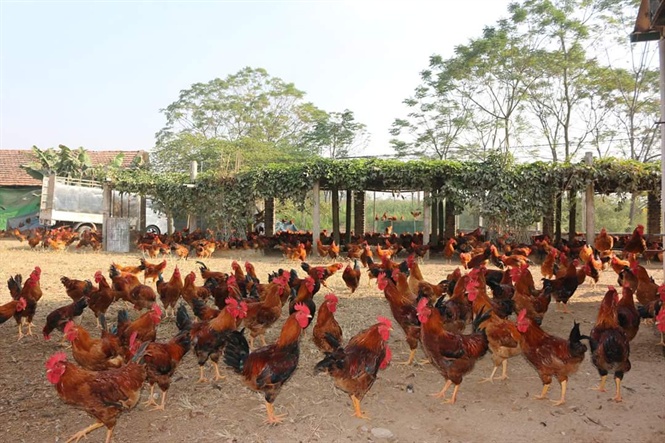 Làm giàu thành công từ nuôi gà thả đồng