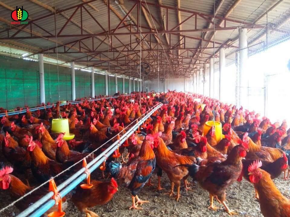 ​Vào gà J-Dabaco đón tết Nguyên đán 2020