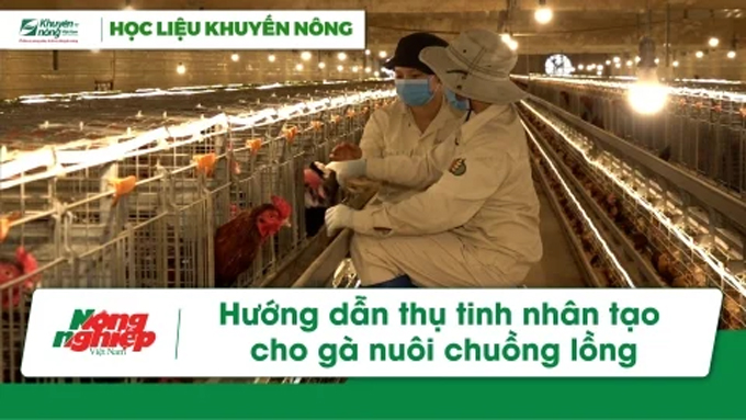 ​Hướng dẫn thụ tinh nhân tạo cho gà nuôi chuồng lồng